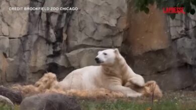 Usa, gli animali dello zoo di Brookfield assistono alla prima nevicata della stagione