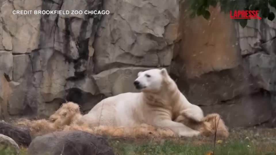 chicago prima neve per gli animali dello zoo di brookfield