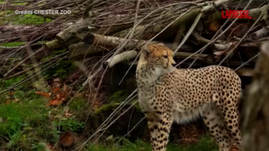 Regno Unito, al Chester Zoo sono arrivati i ghepardi africani Kendi e Tafari