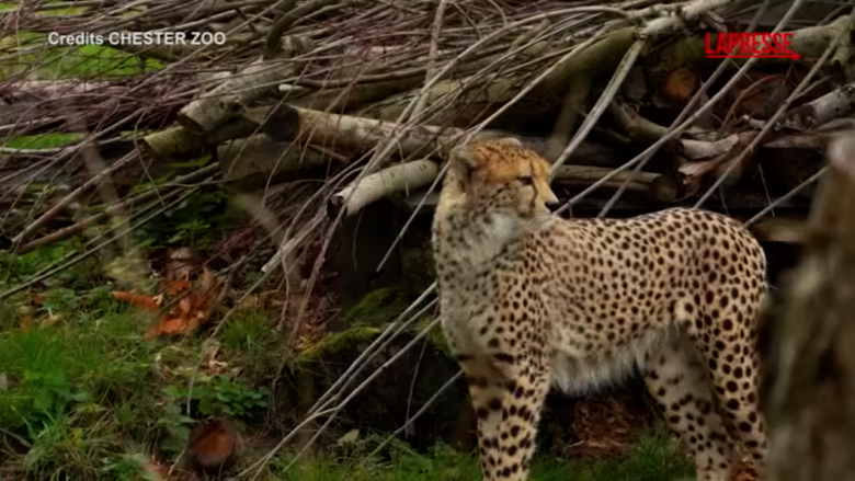 Regno Unito, al Chester Zoo sono arrivati i ghepardi africani Kendi e Tafari