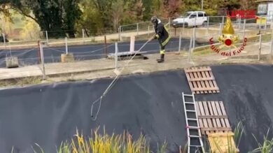 San Benedetto del Tronto, vigili del fuoco salvano capriolo caduto in vascone depuratore