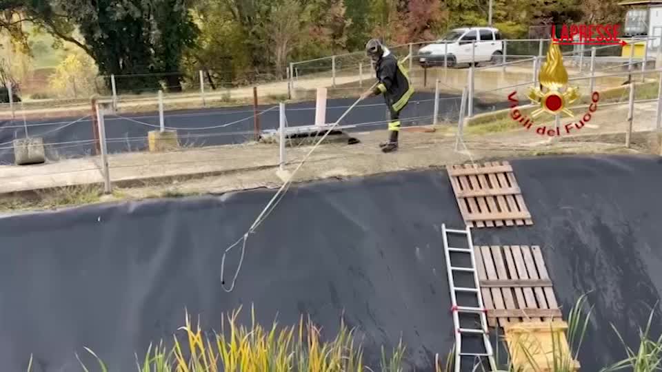 san benedetto del tronto vigili del fuoco salvano capriolo caduto in vascone depuratore da Lapresse.it san benedetto del tronto vigili del fuoco salvano capriolo caduto in vascone depuratore
