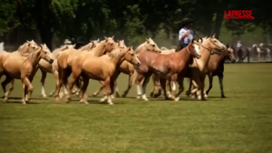 L'Argentina celebra la giornata della Tradizione: protagonisti i cavalli e il patrimonio culturale