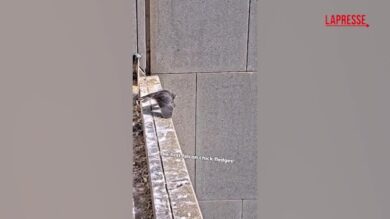 Australia, il primo volo di tre falchi pellegrini: il video