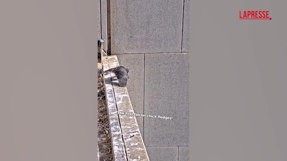 Australia, il primo volo di tre falchi pellegrini: il video Australia, il primo volo di tre falchi pellegrini: il video