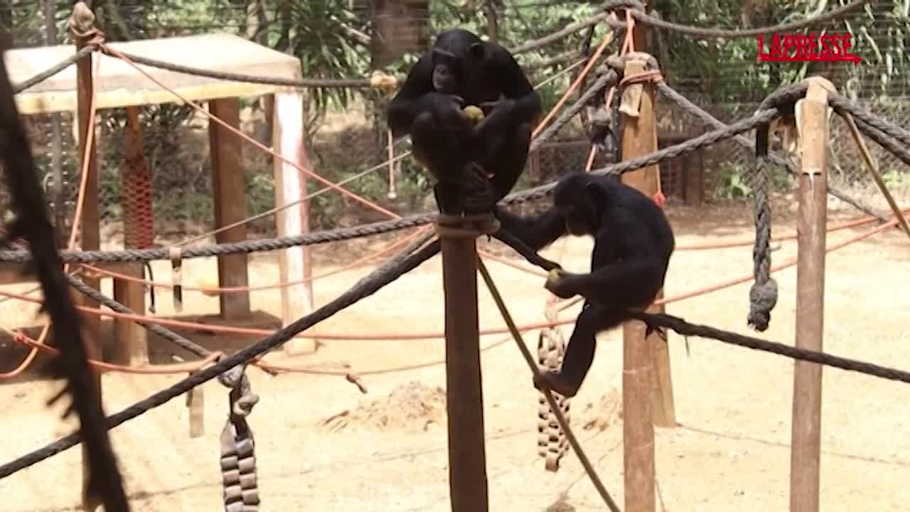 Sierra Leone, il santuario degli scimpanzé riapre dopo la chiusura per protesta contro la deforestazione Sierra Leone, il santuario degli scimpanzé riapre dopo la chiusura per protesta contro la deforestazione