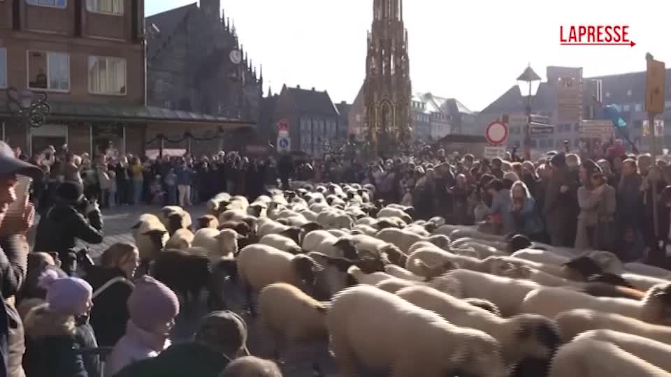 Norimberga, pecore Norimberga, pecore
