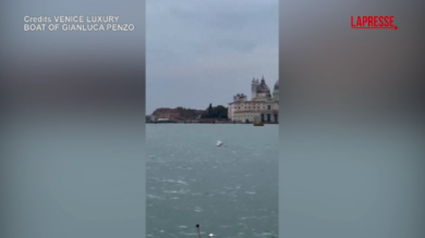 Venezia, le acrobazie del delfino Mimmo in laguna