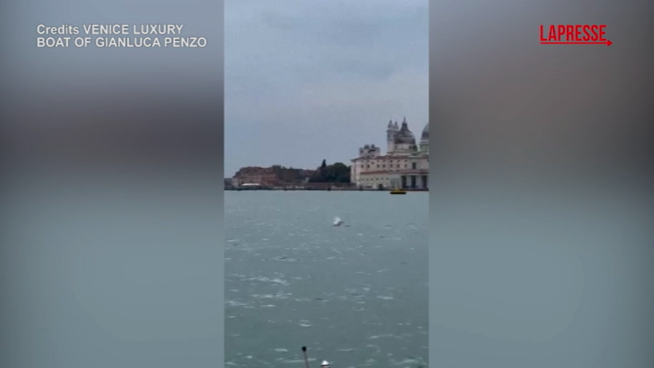Venezia, le acrobazie del delfino Mimmo in laguna