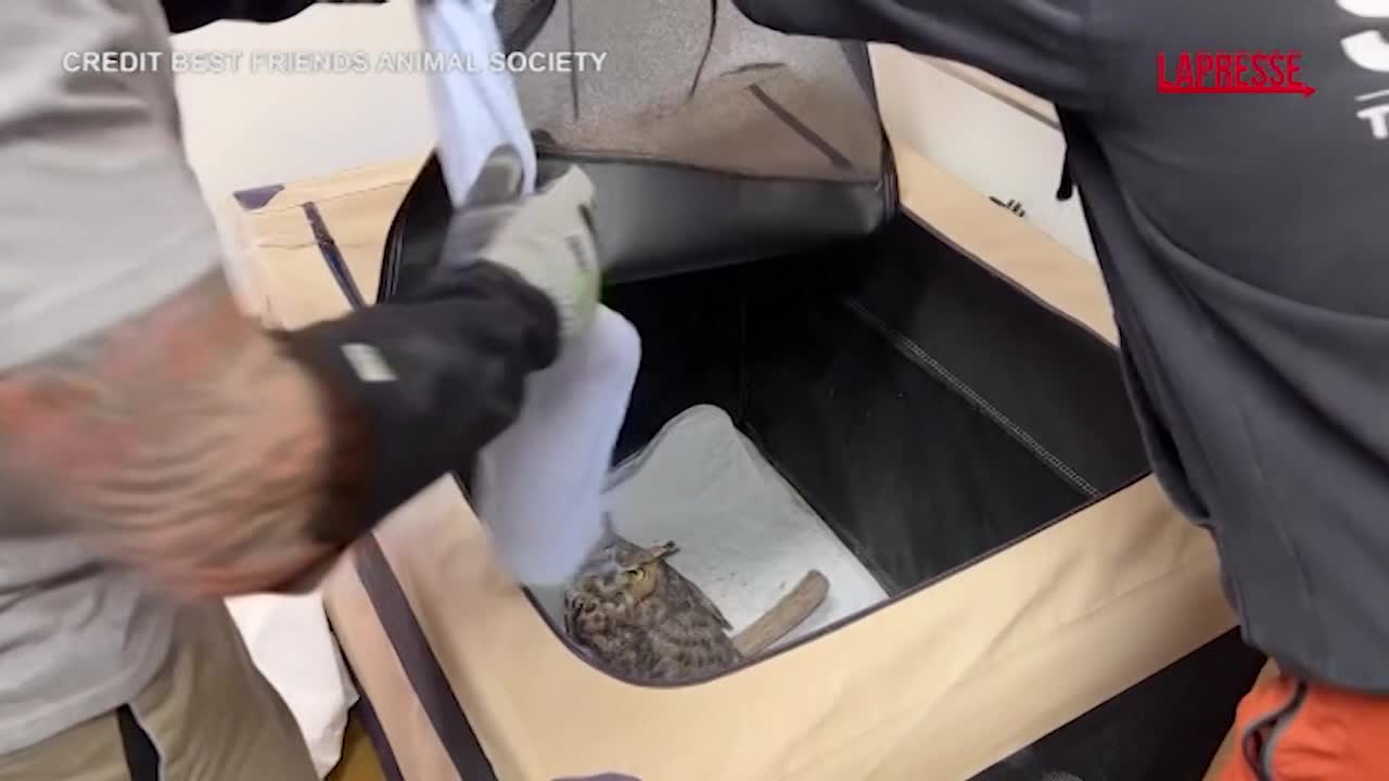 Usa, salvato gufo reale finito in una betoniera Usa, salvato gufo reale finito in una betoniera