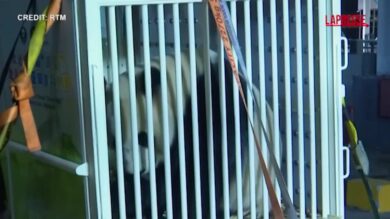 Malesia, due panda giganti arrivati dalla Cina