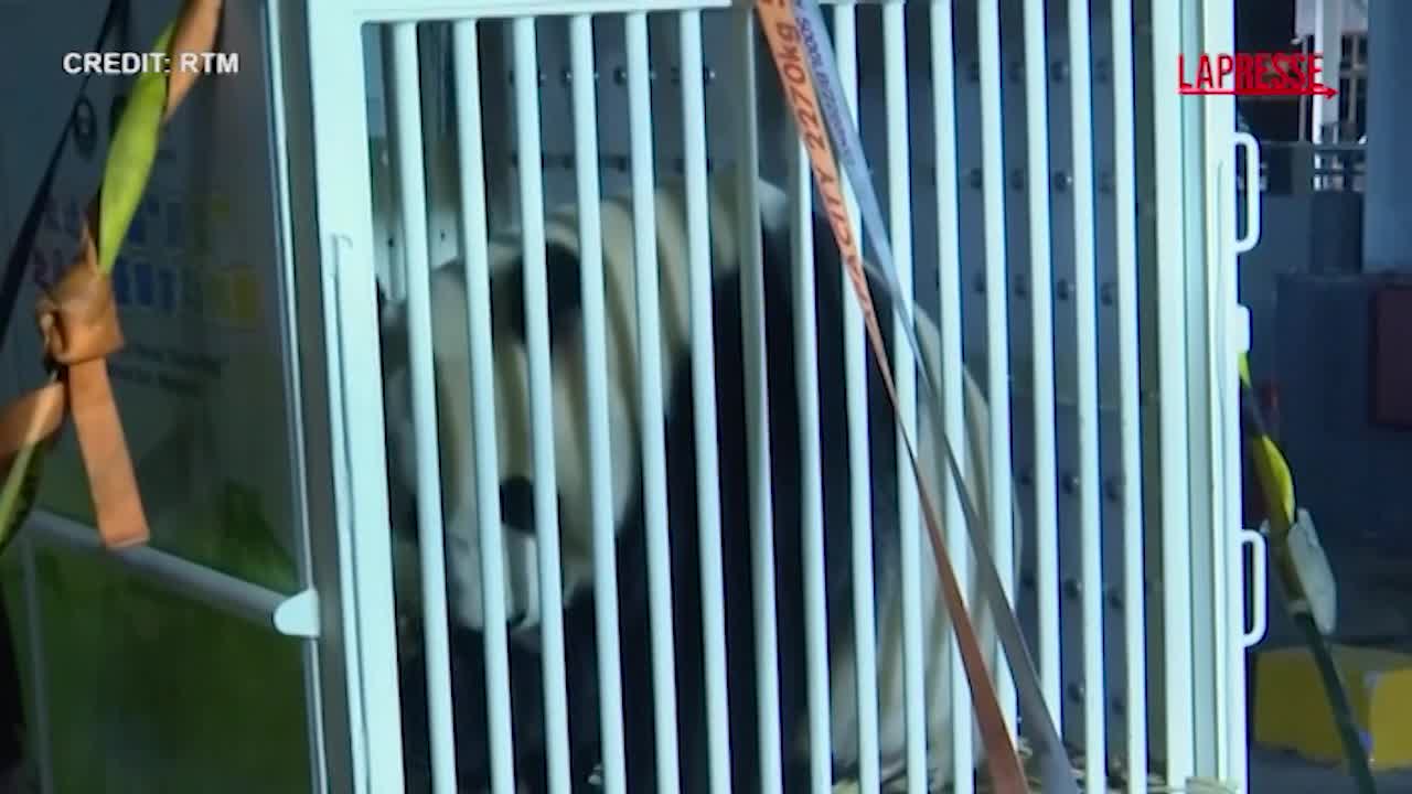 Malesia, due panda giganti arrivati dalla Cina Malesia, due panda giganti arrivati dalla Cina