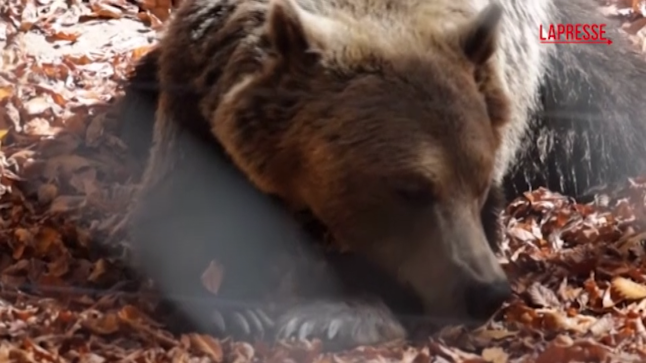 Grecia, l’aumento degli incontri con orsi, lupi e cinghiali lascia gli agricoltori greci con il fiato sospeso