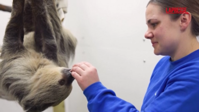 Chicago, all’acquario arriva un bradipo: ecco le immagini