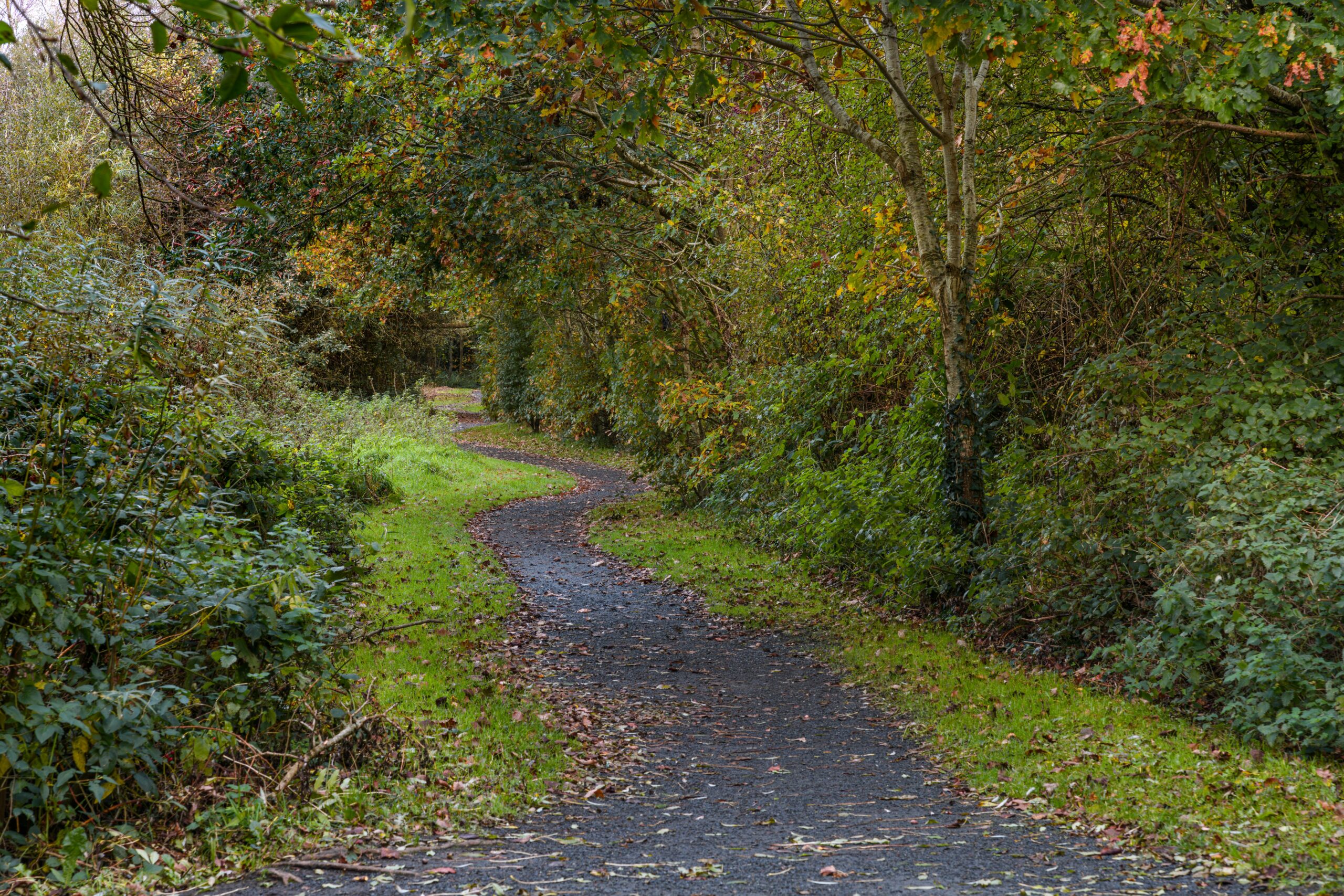 Famiglia vive nel bosco senza luce e acqua, il giudice allontana i 3 figli. L’avvocato: “Faremo ricorso”