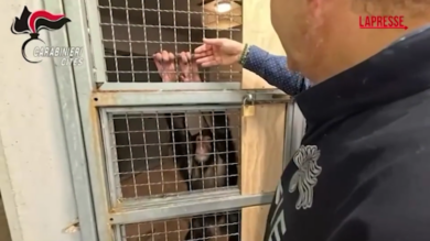 Catania, sequestrato uno scimpanzé detenuto illegalmente