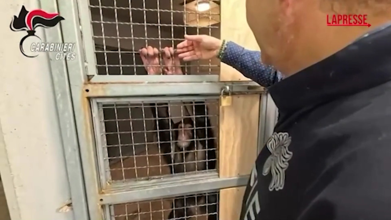 Catania, sequestrato uno scimpanzé detenuto illegalmente