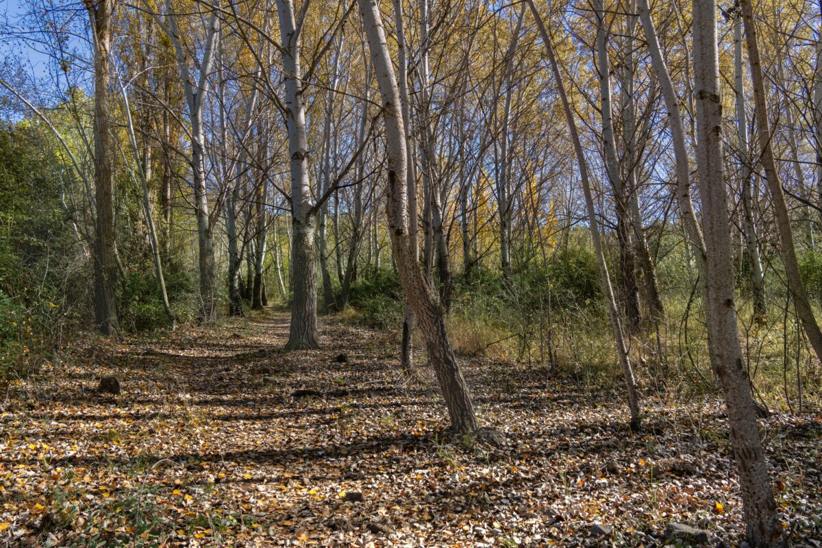 famiglia nel bosco a chieti ministero dell8217istruzione obbligo scolastico dei bimbi 232 stato rispettato da Lapresse.it famiglia nel bosco a chieti ministero dell8217istruzione obbligo scolastico dei bimbi 232 stato rispettato