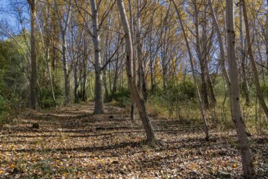 Famiglia nel bosco a Chieti, ministero dell’Istruzione: “Obbligo scolastico dei bimbi è stato rispettato”