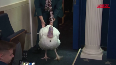 Usa, il tacchino graziato da Trump per il Ringraziamento "irrompe" in sala stampa: le immagini