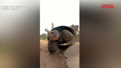 San Diego, la tartaruga Gramma muore a 141 anni