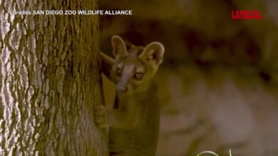 California, nello zoo di San Diego nascono 3 rarissimi cuccioli di fossa: le immagini