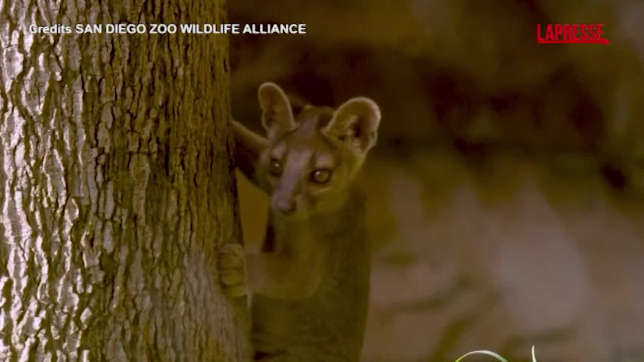 California, nello zoo di San Diego nascono 3 rarissimi cuccioli di fossa: le immagini