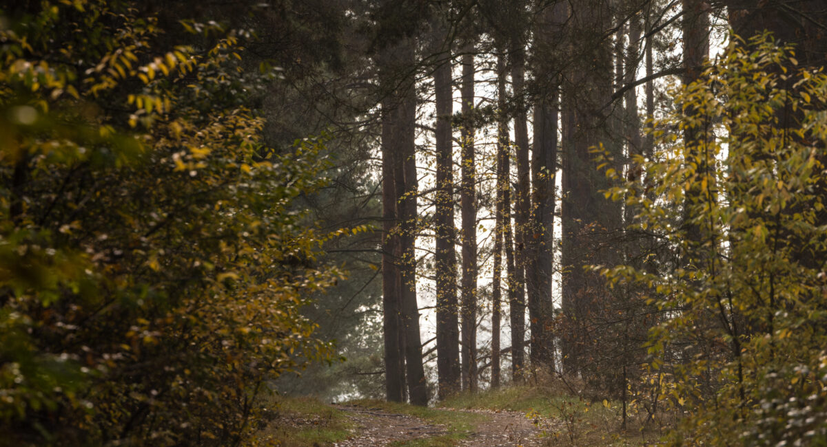 Famiglia nel bosco, i genitori: “Non abbiamo rifiutato aiuto”