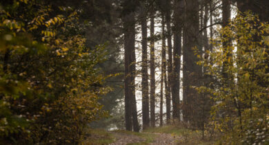 Famiglia nel bosco, i genitori hanno accettato la casa offerta da un imprenditore