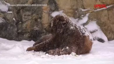 Usa, l'orso bruno Tim si rotola nella neve allo zoo di Chicago