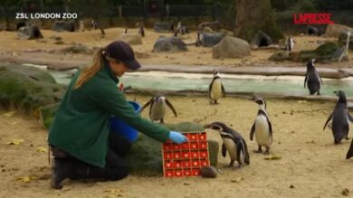 Londra, ai pinguini dello zoo arriva il calendario dell'avvento
