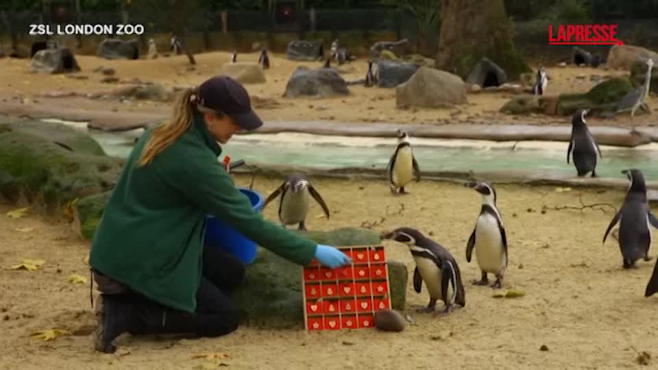 Londra, ai pinguini dello zoo arriva il calendario dell