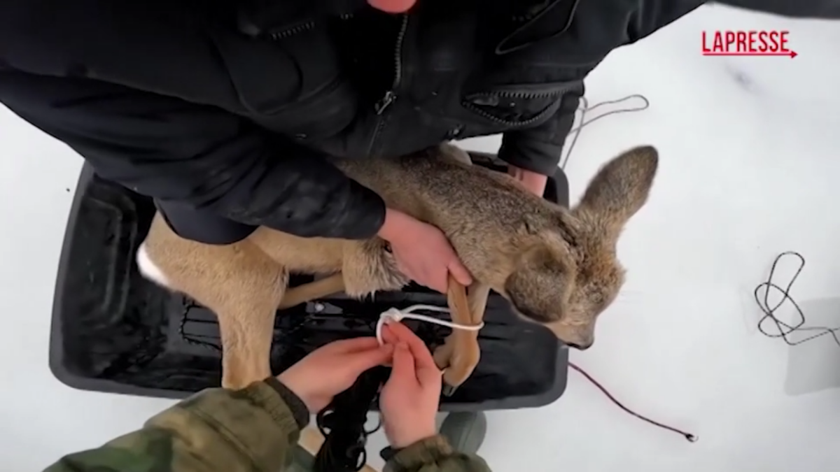 Russia: caprioli bloccati sul ghiaccio, pescatori li salvano