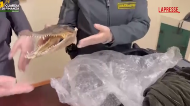 Palermo, in valigia una testa essiccata di coccodrillo: il sequestro in aeroporto