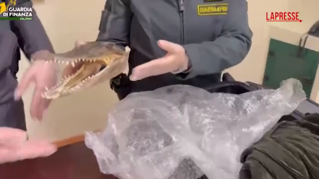 Palermo, in valigia una testa essiccata di coccodrillo: il sequestro in aeroporto