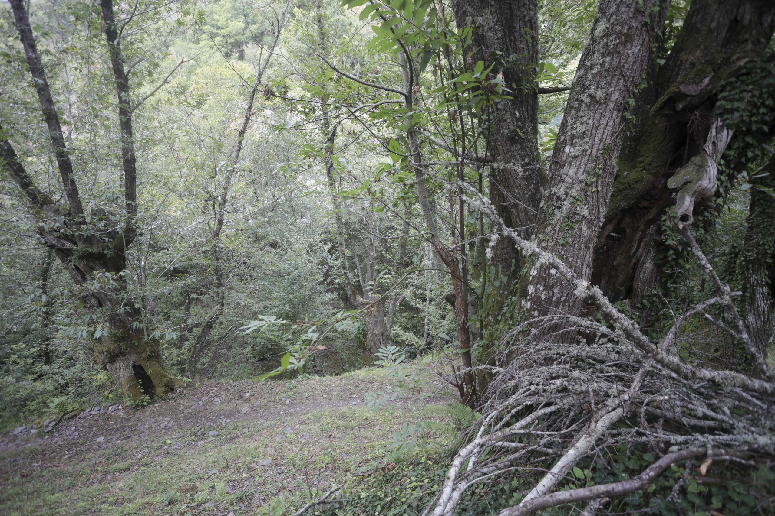 Famiglia nel bosco, genitori convocati giovedì dal Tribunale dei minorenni