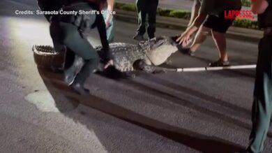 Florida, alligatore di 4 metri in giro tra le case: la difficoltà dei poliziotti per toglierlo dalla strada