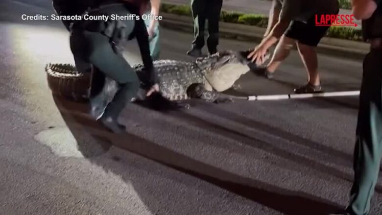 Florida, alligatore di 4 metri in giro tra le case: la difficoltà dei poliziotti per toglierlo dalla strada
