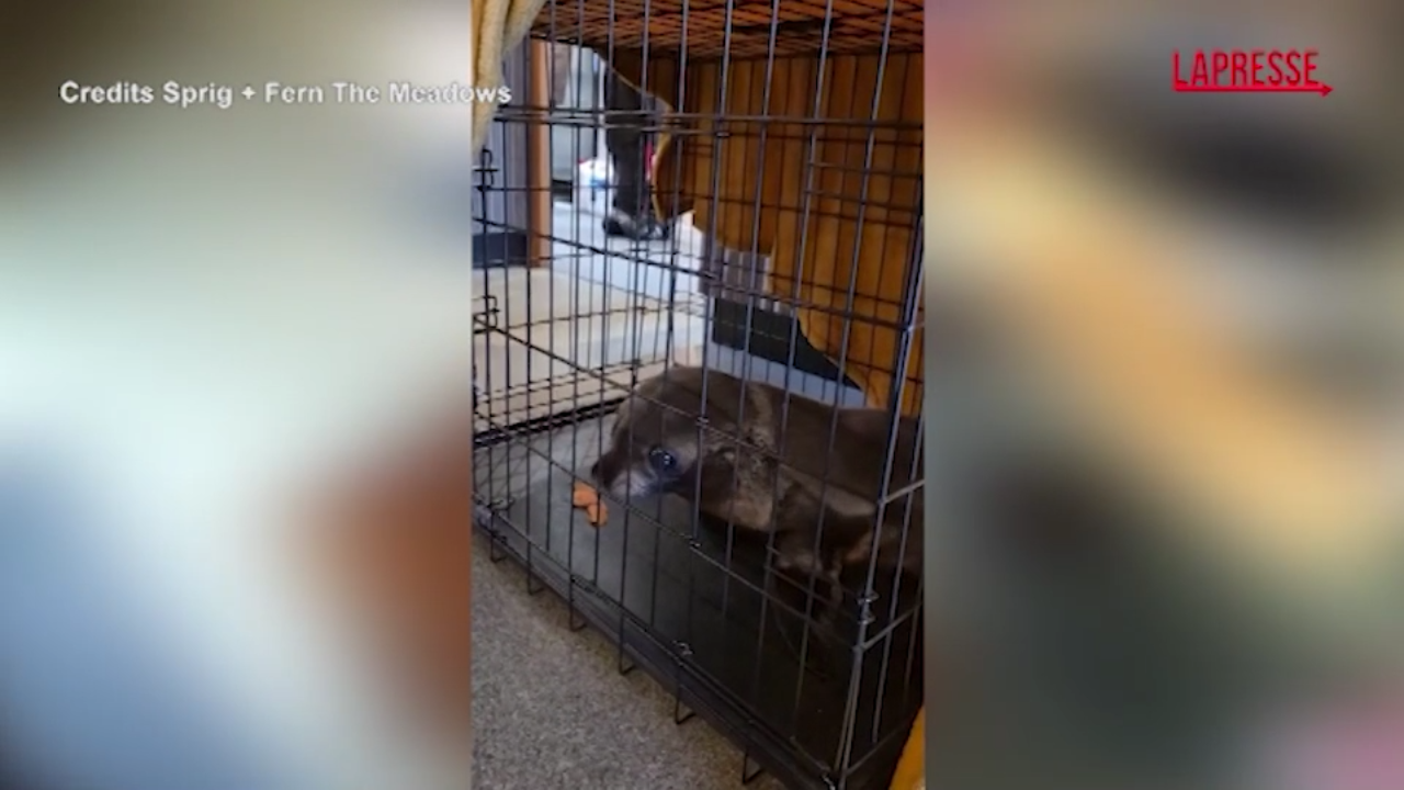 Nuova Zelanda, cucciolo di foca entra in un bar: il video Nuova Zelanda, cucciolo di foca entra in un bar: il video