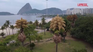 Rio de Janeiro, fioriscono per la prima e unica volta le palme talipot