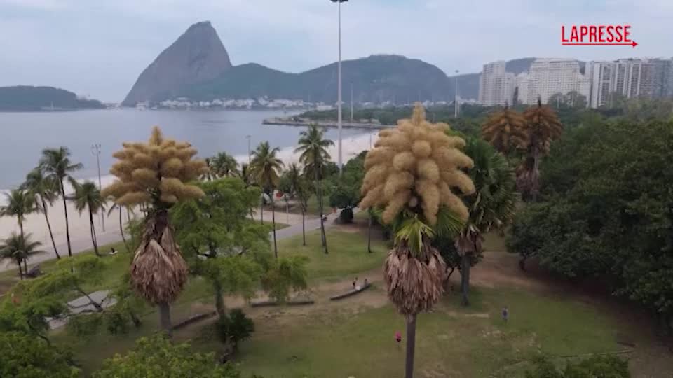 rio de janeiro fioriscono per la prima e unica volta le palme talipot da Lapresse.it rio de janeiro fioriscono per la prima e unica volta le palme talipot