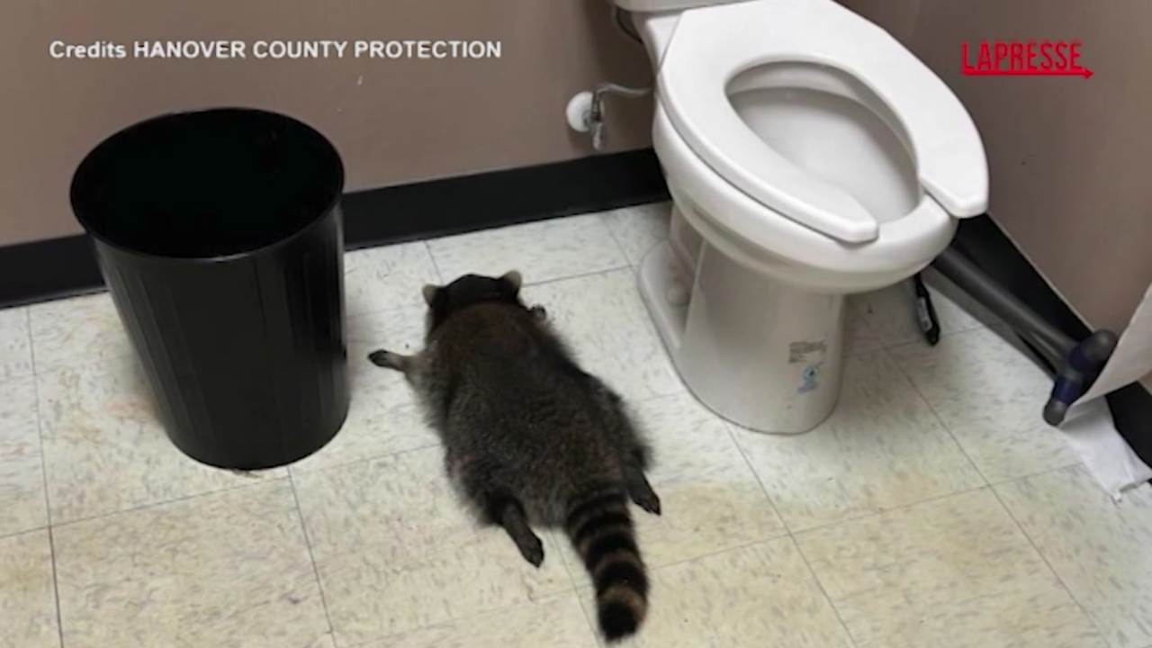 Virginia, procione si ubriaca in un negozio di superalcolici Virginia, procione si ubriaca in un negozio di superalcolici