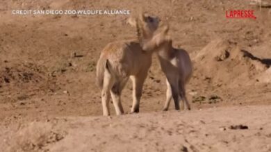 San Diego, cavalli di Przewalski in via di estinzione nati allo Zoo Safari Park