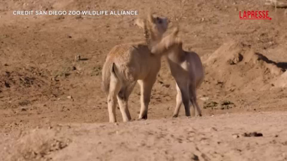 San Diego, cavalli di Przewalski in via di estinzione nati allo Zoo Safari Park San Diego, cavalli di Przewalski in via di estinzione nati allo Zoo Safari Park
