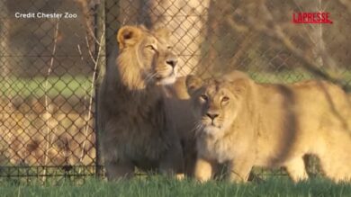 Gb, coppia di leoni asiatici arriva allo zoo di Chester: eccoli mentre esplorano la loro nuova casa