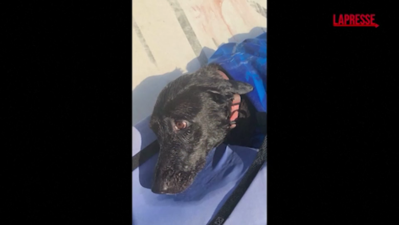 San Diego: cane trascinato al largo dalla risacca, i bagnini lo salvano