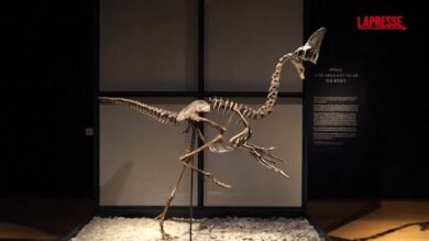 Un dinosauro di 68 milioni di anni fa verrà battuto all'asta da Christie's