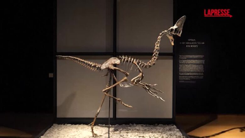 Un dinosauro di 68 milioni di anni fa verrà battuto all'asta da Christie's