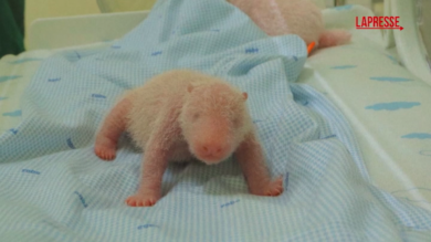 Indonesia, fiocco azzurro allo zoo di Giava: è nato Rio, cucciolo di panda gigante