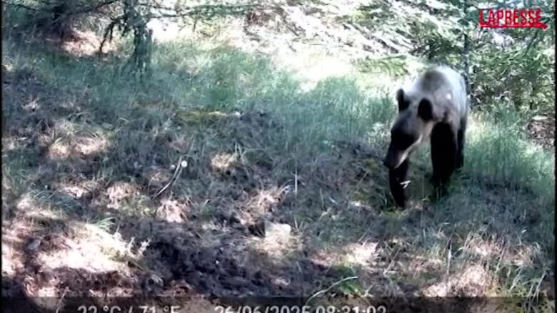 L'Aquila, primo orso ripreso nella Riserva del Salviano: le immagini dell'animale che esplora il suo territorio